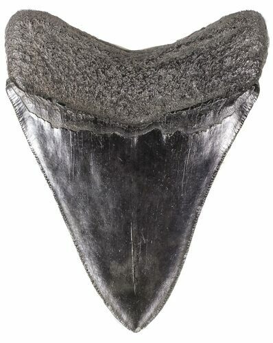 Fossil Megalodon Tooth - Georgia #52806